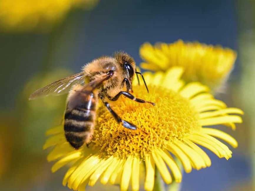 image n.3 of Kelowna: E-Bike Bee Tour w/ Tastings, Lunch, and Audioguide activity in Kelowna, uploaded by supplier