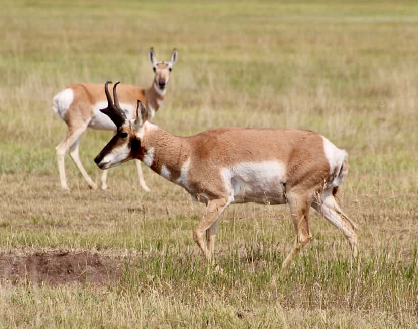 image n.13 of From Jackson: Half-Day Grand Teton National Park Tour activity in Jackson, Wyoming, uploaded by supplier