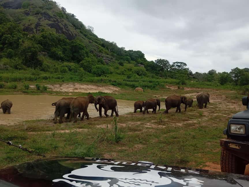 image n.5 of From Dambulla/Sigiriya/: Minneriya National Park 4hr safari activity in Anuradhapura, uploaded by supplier