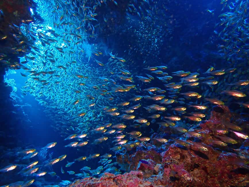 image n.4 of Lisbon: Try Dive in Arrábida Marine Reserve Setubal Sesimbra activity in Sesimbra, uploaded by supplier