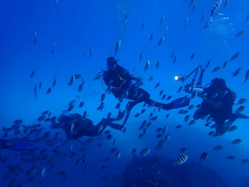 image n.5 of Lisbon: Try Dive in Arrábida Marine Reserve Setubal Sesimbra activity in Sesimbra, uploaded by supplier