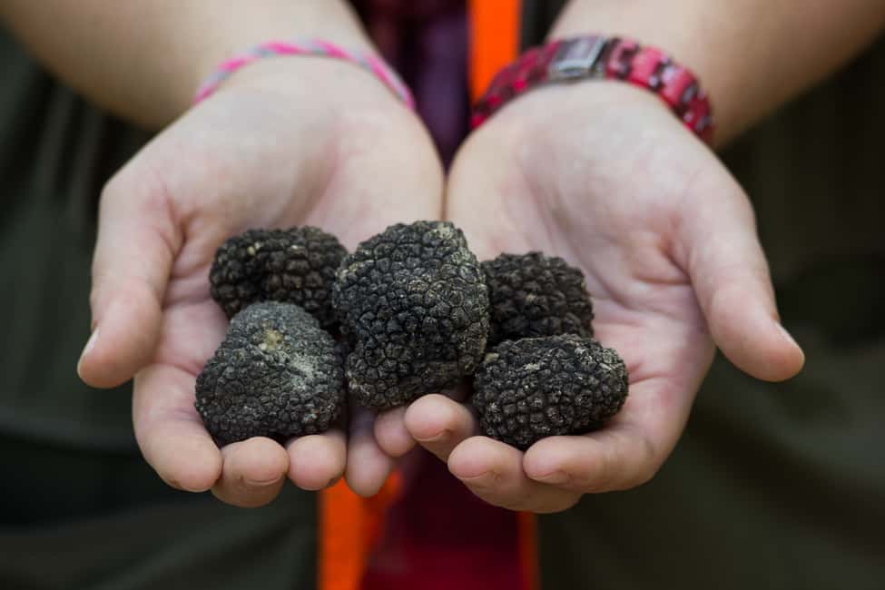 image n.5 of Gažon - Istria: Truffle Hunting & Cooking & Tasting activity in Gazon, uploaded by supplier