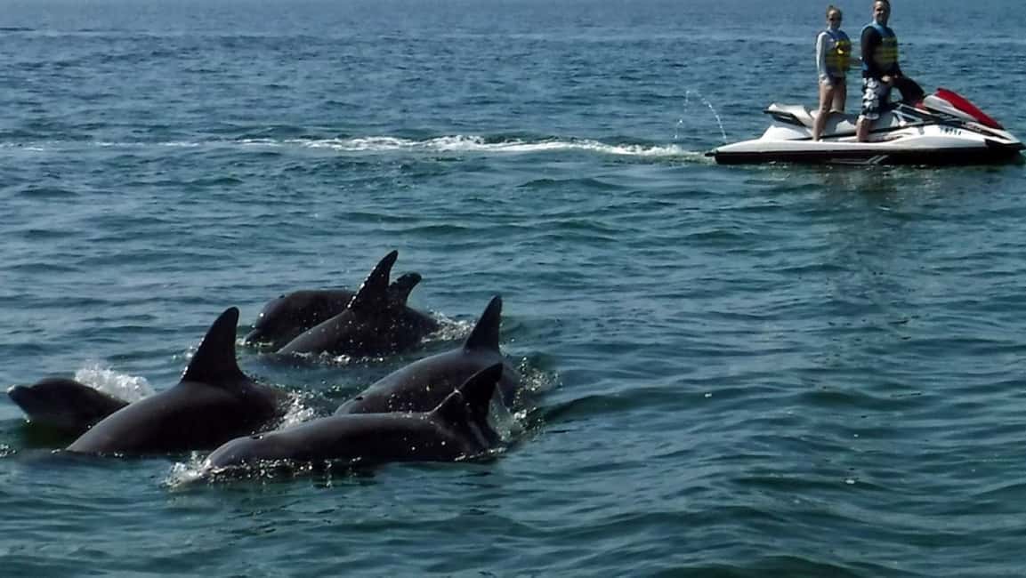 image n.6 of Destin: Crab Island Dolphin Watching Jet Ski Tour activity in Destin, uploaded by supplier