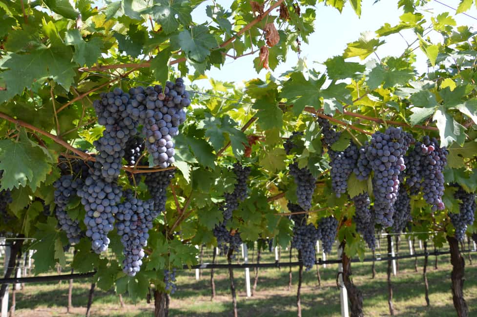 Immagine nº 4 di Da Verona: Tour di mezza giornata per la degustazione di vini Amarone attività a Verona, caricata dal fornitore