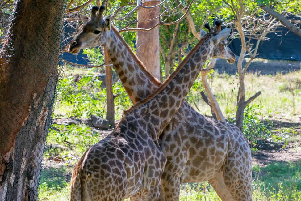 bild nr.19 av Mauritius: Guidad resa till sydväst med Safari Tour aktivitet i Mauritius, uppladdad av arrangören