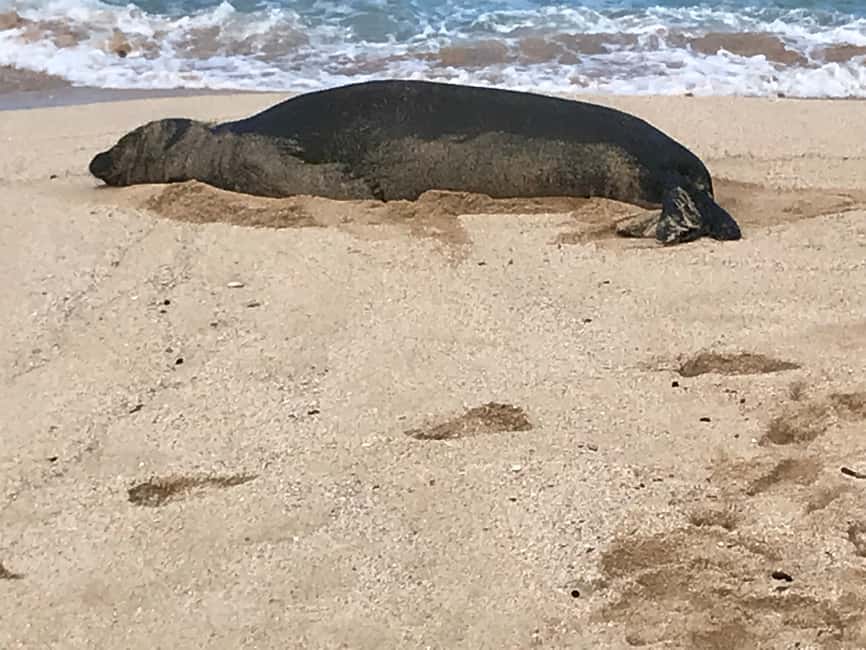 Immagine nº 2 di Oahu: Escursione alle cascate di Manoa e giornata sulla spiaggia del lato est attività a Honolulu, caricata dal fornitore