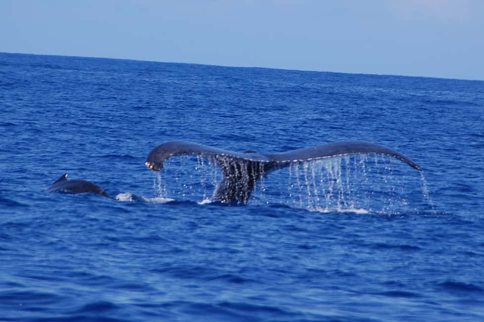 image n.6 of Kailua-Kona: Whale Watching Cruise on the Big Island activity in Kailua-Kona, uploaded by supplier