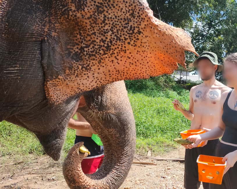 Immagine nº 7 di Khao Lak: Bagno con gli elefanti e visita al centro tartarughe attività a Takua Pa, caricata dal fornitore
