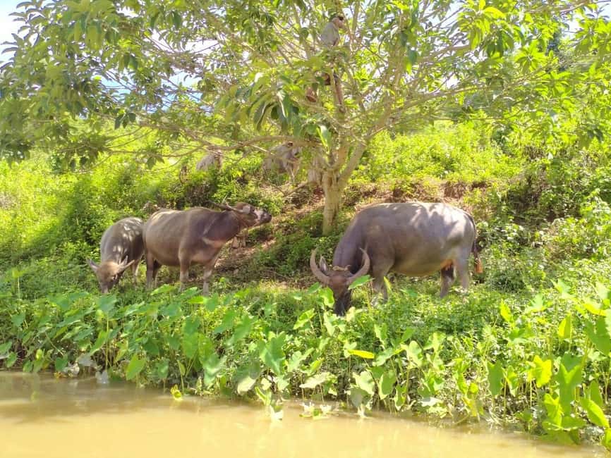 image n.27 of Chiang Mai: Full-Day Chiang Dao Caving & Jungle Kayaking activity in Chiang Dao, uploaded by supplier