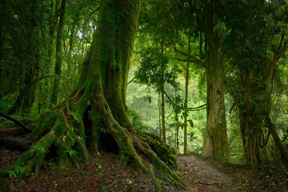 image n.2 of From Leticia: Wild Amazonas Adventure 4-Day Tour activity in Huanuco Region, uploaded by supplier