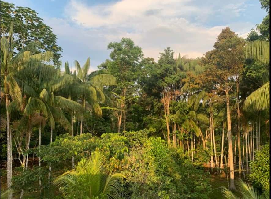 image n.7 of From Leticia: Wild Amazonas Adventure 4-Day Tour activity in Huanuco Region, uploaded by supplier