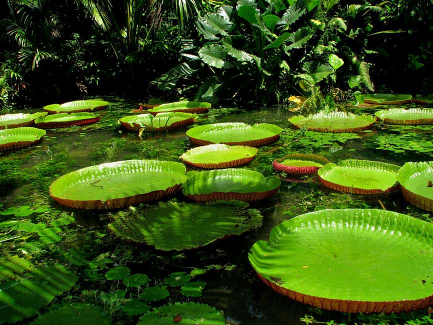 image n.8 of From Leticia: Wild Amazonas Adventure 4-Day Tour activity in Huanuco Region, uploaded by supplier