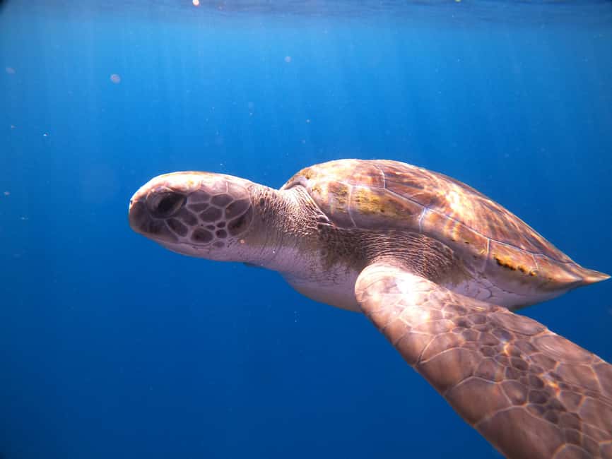 billede nr.6 af aktiviteten Tenerife: Dykkeroplevelse for begyndere i skildpaddeområdet i Costa Adeje, uploadet af udbyder