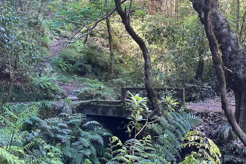 image n.11 of Madeira: Pico do Arieiro & Laurissilva Forest - East tour activity in Madeira, uploaded by supplier