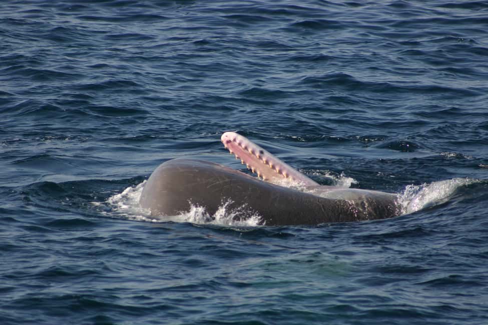 image n.8 of Tarifa: Orca, Whale and Dolphin Watching Boat Experience activity in Gibraltar, uploaded by supplier