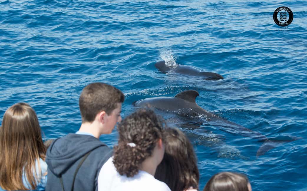 image n.10 of Tarifa: Orca, Whale and Dolphin Watching Boat Experience activity in Gibraltar, uploaded by supplier