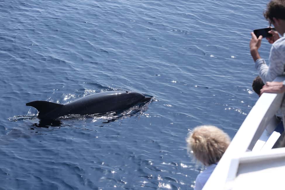 image n.14 of Tarifa: Orca, Whale and Dolphin Watching Boat Experience activity in Gibraltar, uploaded by supplier