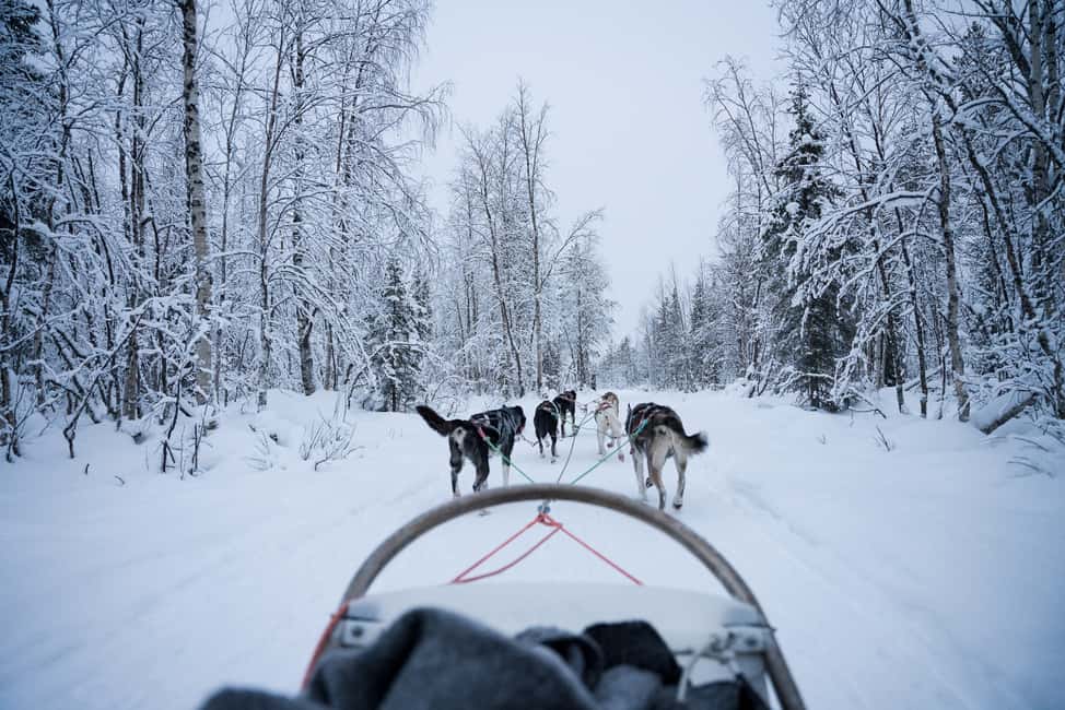 billede nr.1 af aktiviteten Levi Polar Lights Tours: Arctic Circle Guided Husky Tour i Sirkka, uploadet af udbyder