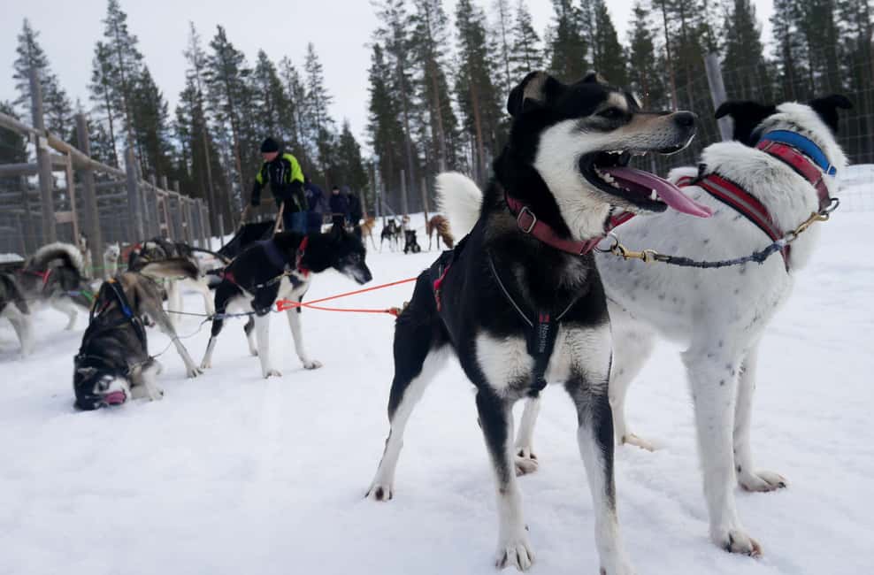 billede nr.3 af aktiviteten Levi Polar Lights Tours: Arctic Circle Guided Husky Tour i Sirkka, uploadet af udbyder