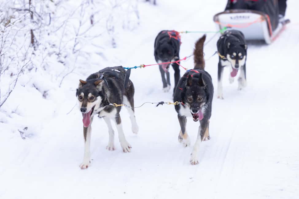 billede nr.4 af aktiviteten Levi Polar Lights Tours: Arctic Circle Guided Husky Tour i Sirkka, uploadet af udbyder