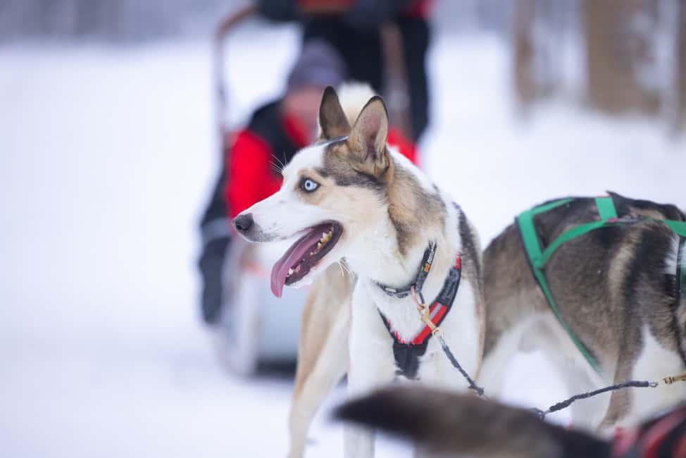 billede nr.2 af aktiviteten Levi Polar Lights Tours: Arctic Circle Guided Husky Tour i Sirkka, uploadet af udbyder