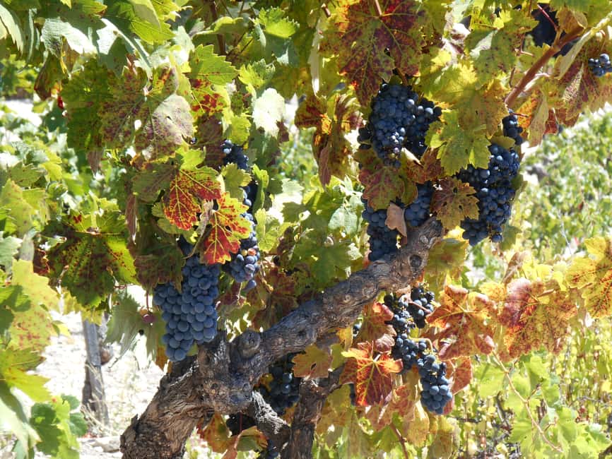 image n.7 of Carmel Valley Wine Tasting Tour activity in Monterey, uploaded by supplier