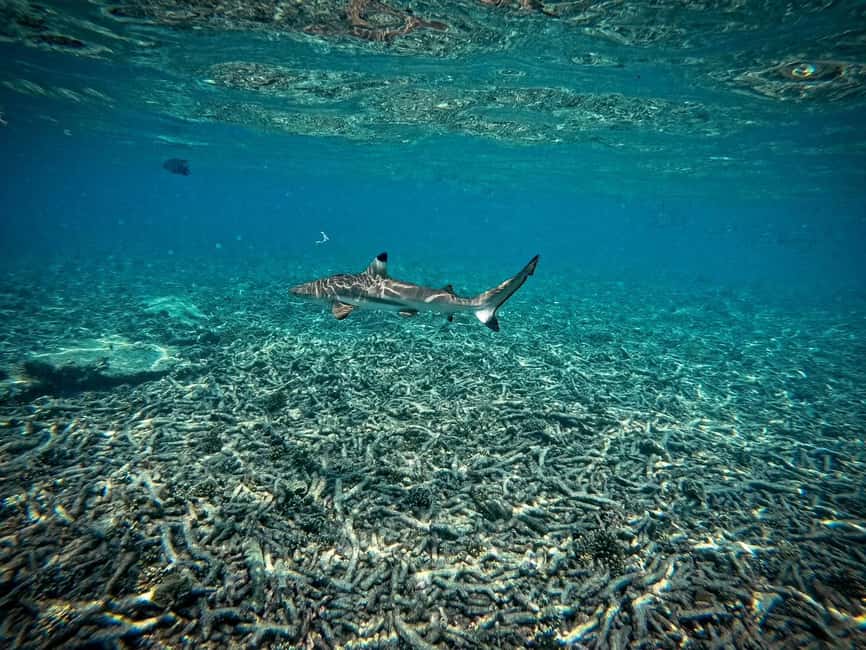 image n.32 of Ko Tao: Tao-Nangyuan Snorkeling Day Trip with Meals & Sunset activity in Ko Tao, uploaded by supplier