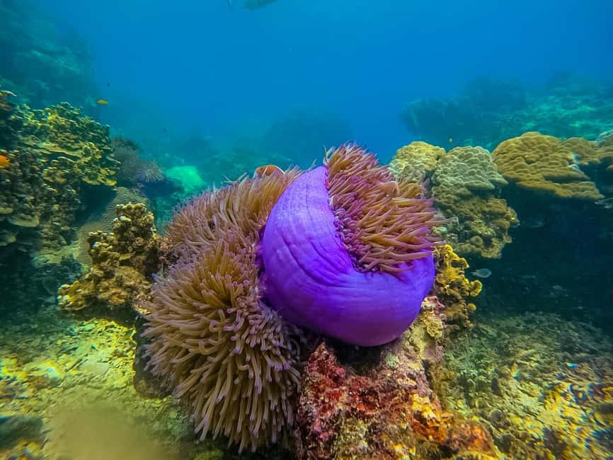 image n.37 of Ko Tao: Tao-Nangyuan Snorkeling Day Trip with Meals & Sunset activity in Ko Tao, uploaded by supplier