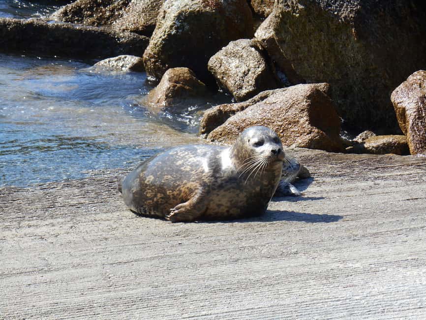 image n.5 of Monterey Peninsula Sightseeing Tour including 17 Mile Drive activity in California, uploaded by supplier