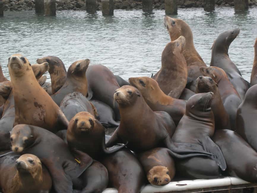 image n.10 of Monterey Peninsula Sightseeing Tour including 17 Mile Drive activity in California, uploaded by supplier