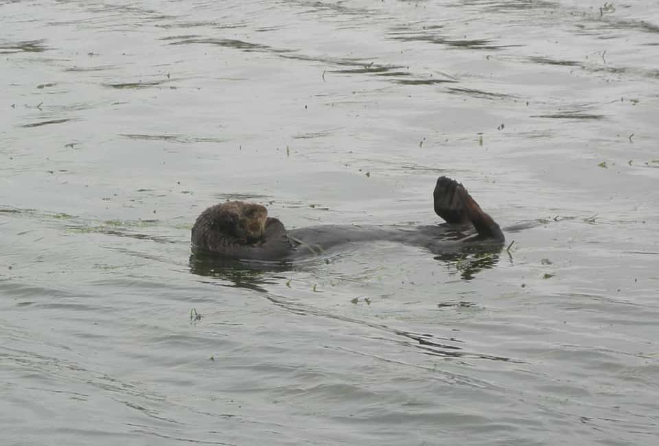 image n.11 of Monterey Peninsula Sightseeing Tour including 17 Mile Drive activity in California, uploaded by supplier
