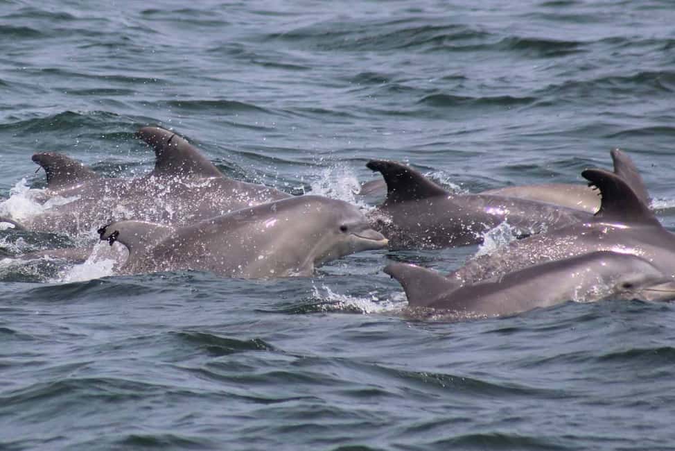 imagen n.º 1 de Atlantic City: Aventura en Crucero por el Océano con Avistamiento de Delfines actividad en Atlantic City, subida por el proveedor