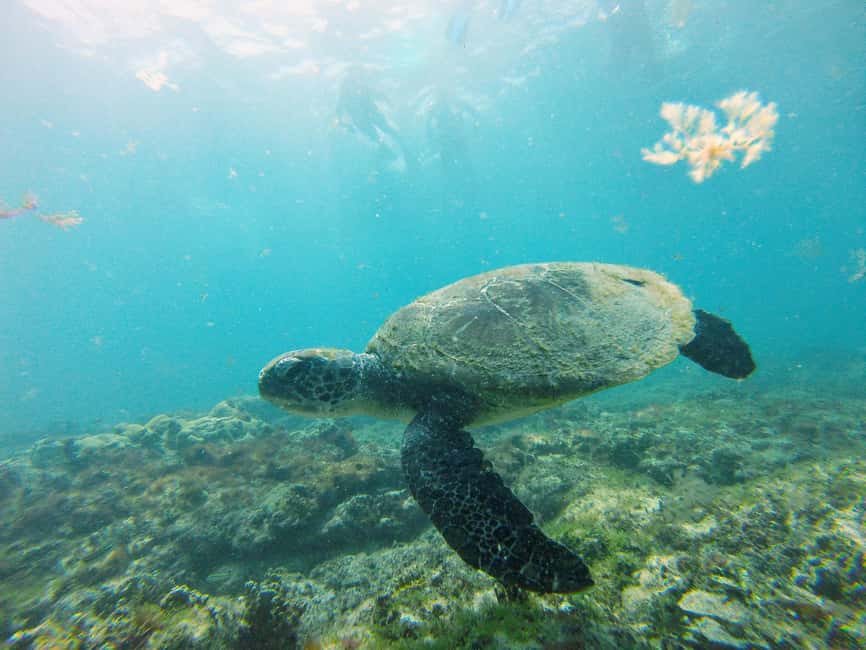 imagem n.11 de Passeio de snorkeling com guia local certificado atividade em Pedra de Lume, carregada pelo fornecedor