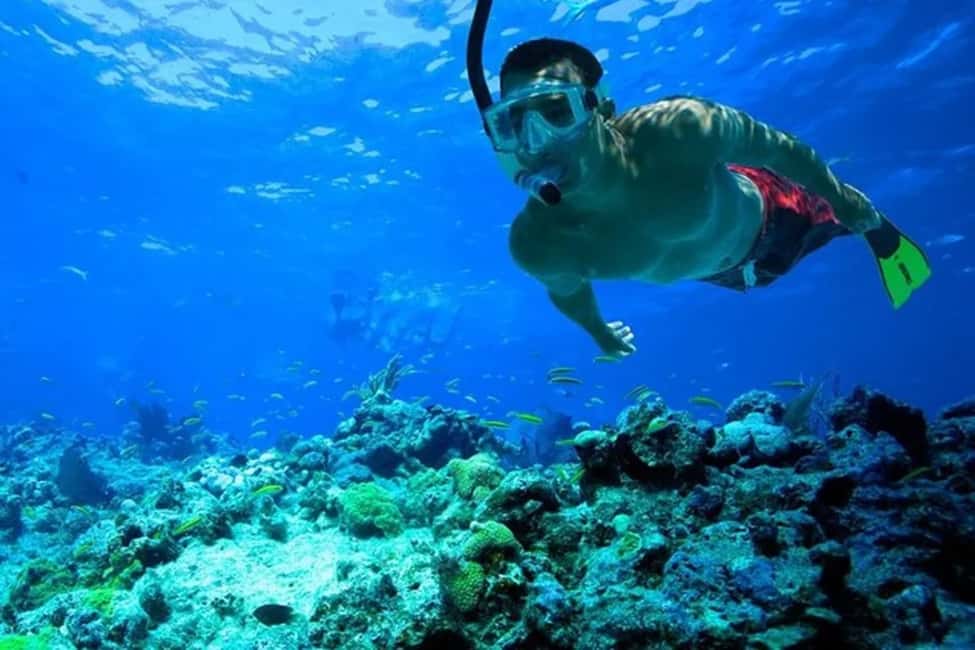 Immagine nº 8 di Mascate: tour di snorkeling e osservazione dei delfini attività a Mascate, caricata dal fornitore