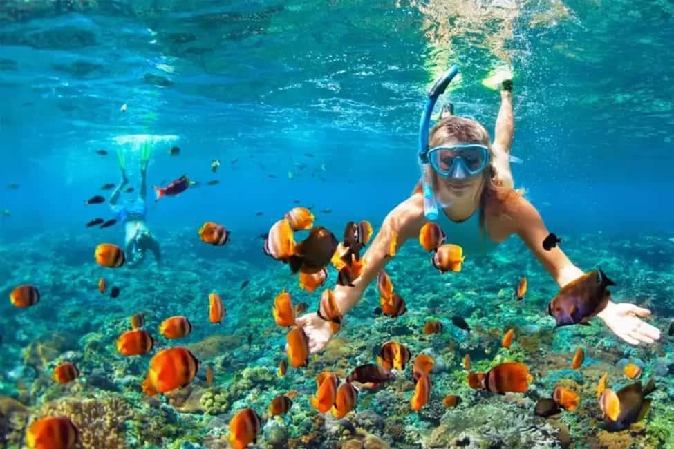Immagine nº 2 di Mascate: tour di snorkeling e osservazione dei delfini attività a Mascate, caricata dal fornitore