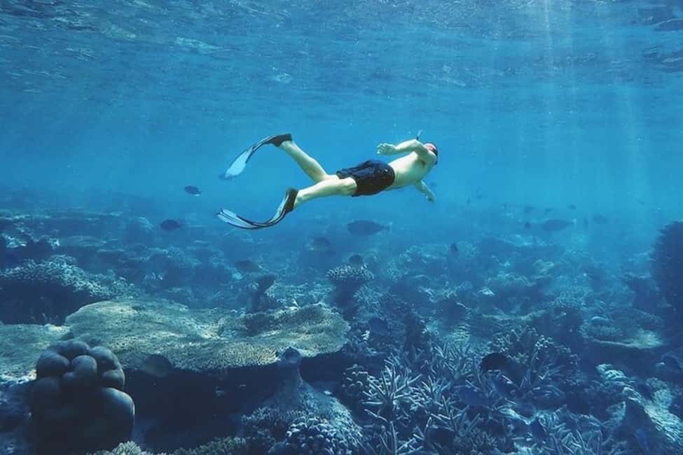 Immagine nº 5 di Mascate: tour di snorkeling e osservazione dei delfini attività a Mascate, caricata dal fornitore