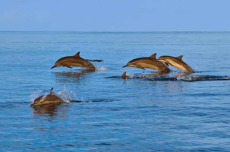 Immagine nº 6 di Mascate: tour di snorkeling e osservazione dei delfini attività a Mascate, caricata dal fornitore