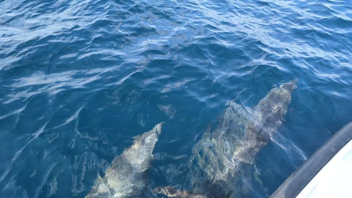 Immagine nº 13 di Mascate: tour di snorkeling e osservazione dei delfini attività a Mascate, caricata dal fornitore