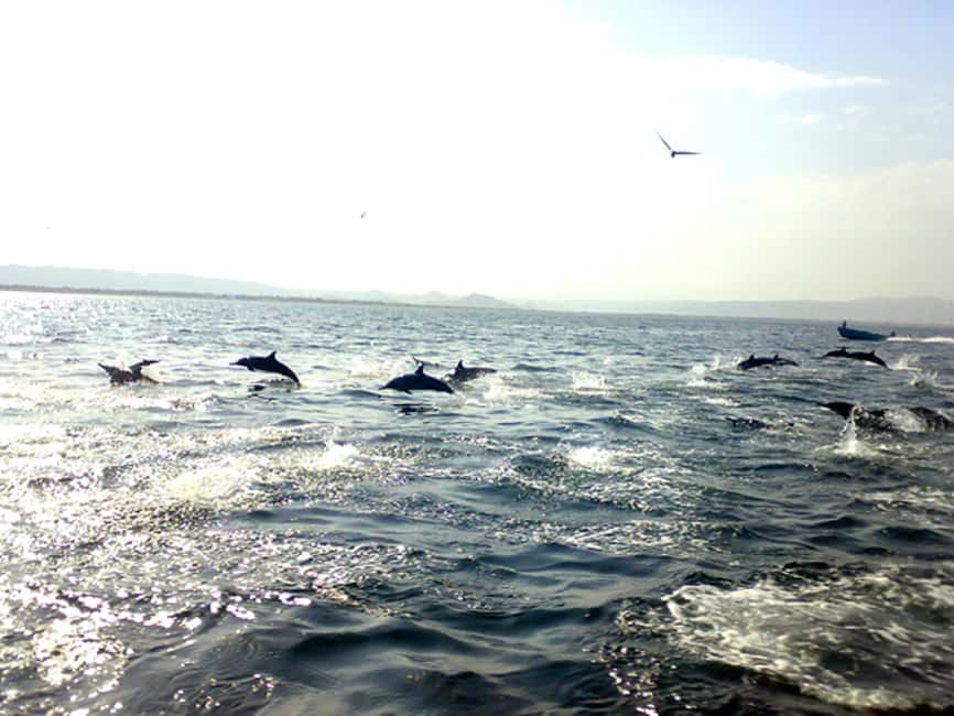 Immagine nº 15 di Mascate: tour di snorkeling e osservazione dei delfini attività a Mascate, caricata dal fornitore