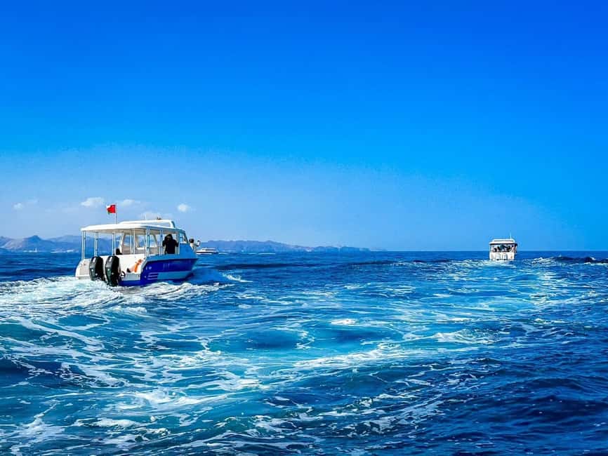 Immagine nº 14 di Mascate: tour di snorkeling e osservazione dei delfini attività a Mascate, caricata dal fornitore