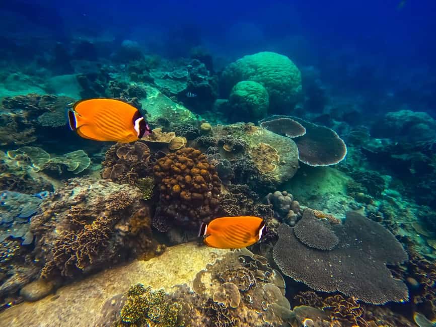 billede nr.20 af aktiviteten Koh Tao: Koh Nangyuan & Hidden Bays snorkeltur med frokost i Thailandbugten, uploadet af udbyder