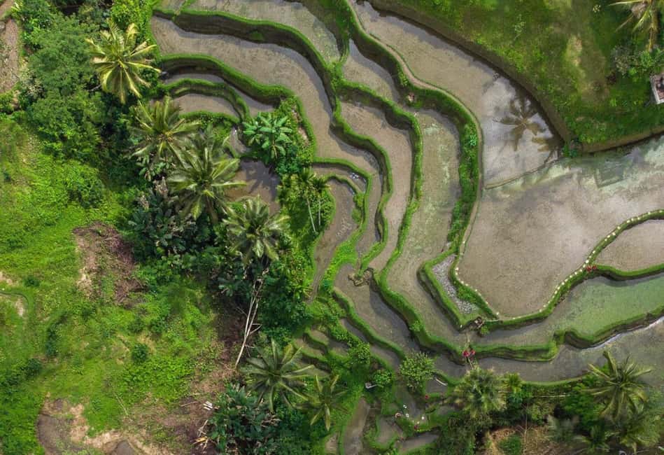 image n.3 of Ubud: Tegalalang Rice Terrace Photos Tour with Swing Ticket activity in Tegalalang, uploaded by supplier