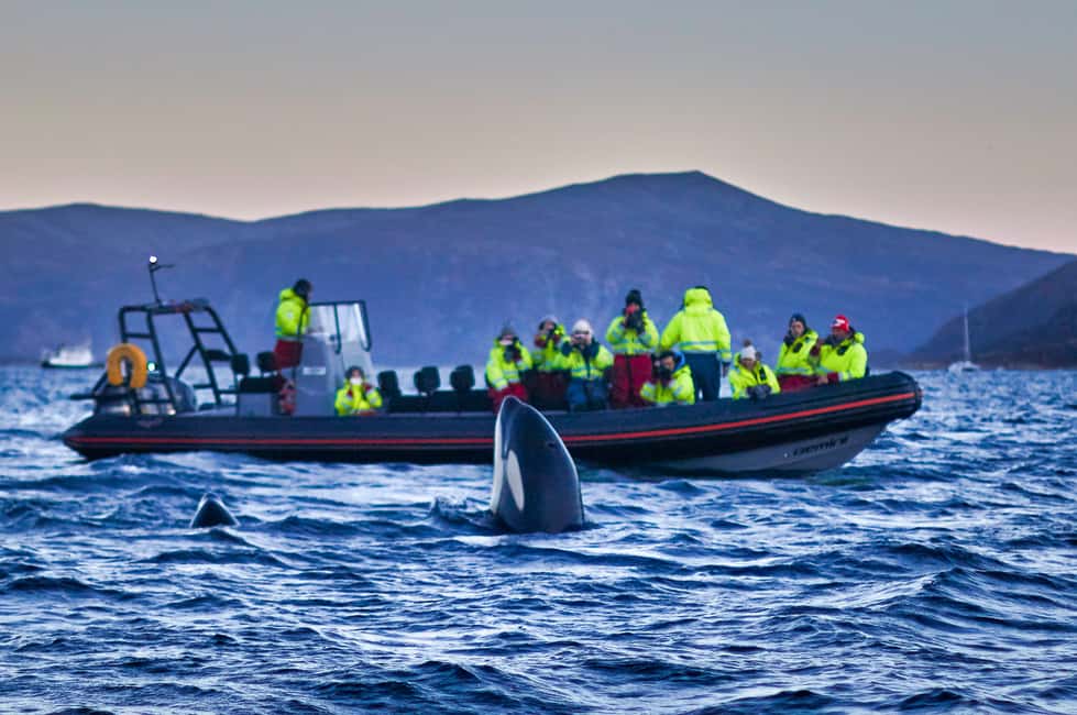 image n.14 of Bleik: Whale Watching by Speedboat with Puffins and Muffins activity in Nordland County, uploaded by supplier