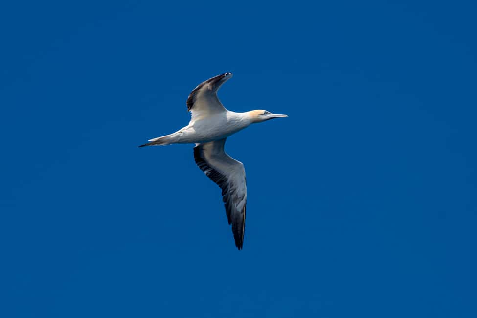 image n.16 of Bleik: Whale Watching by Speedboat with Puffins and Muffins activity in Nordland County, uploaded by supplier