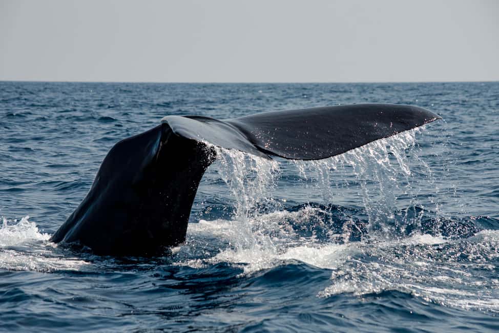 image n.10 of Bleik: Whale Watching by Speedboat with Puffins and Muffins activity in Nordland County, uploaded by supplier