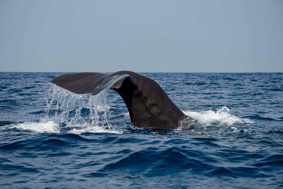 image n.15 of Bleik: Whale Watching by Speedboat with Puffins and Muffins activity in Nordland County, uploaded by supplier