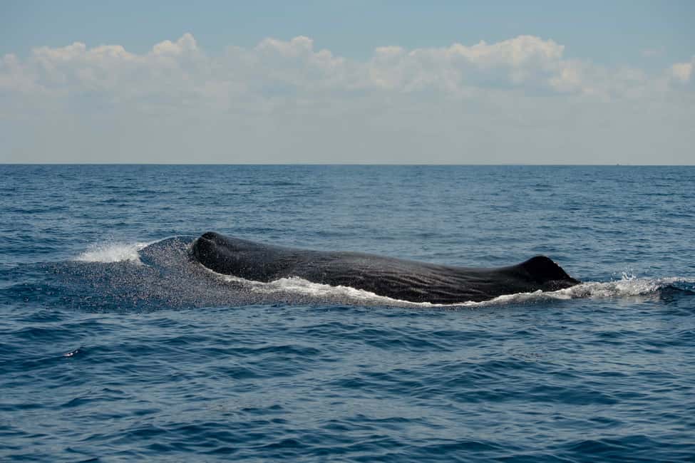 image n.17 of Bleik: Whale Watching by Speedboat with Puffins and Muffins activity in Nordland County, uploaded by supplier