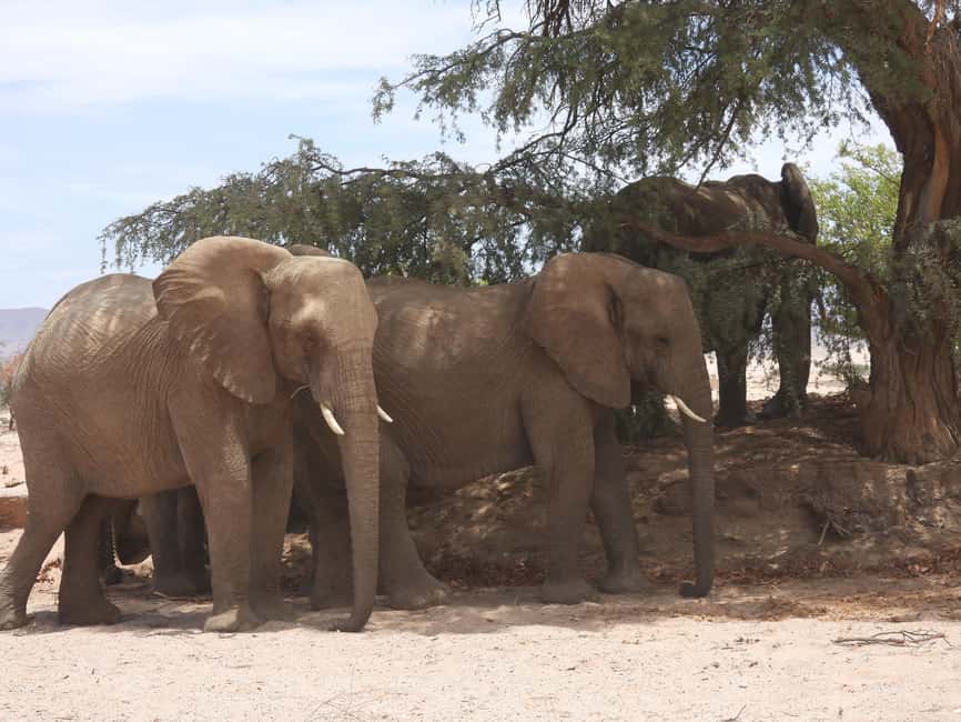 image n.1 of Elephant Adventure with Herson - a native of Damaraland activity in Kunene Region, uploaded by supplier
