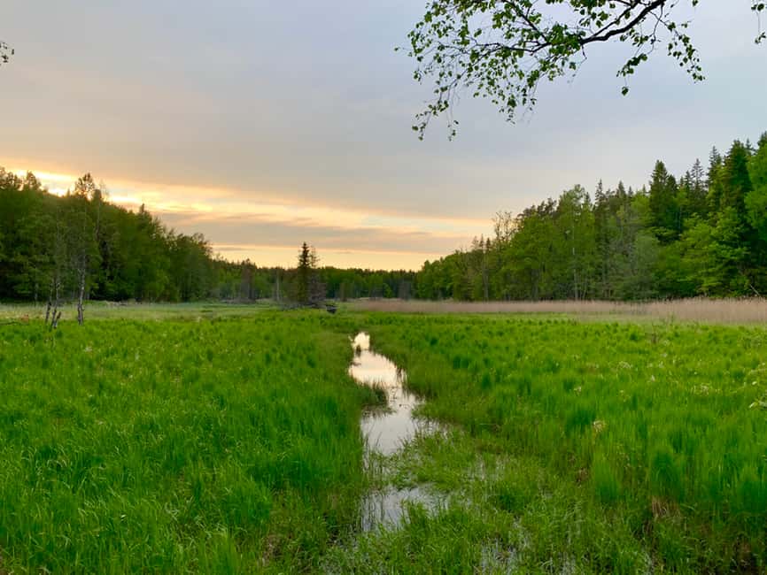 Immagine nº 3 di Stoccolma: Escursione al tramonto nel Parco Nazionale di Tyresta con pasto attività a Stoccolma, caricata dal fornitore