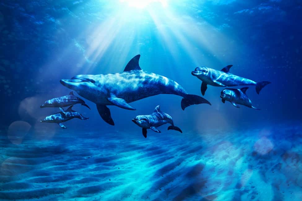 Image N°4 de Dubaï : Excursion en kayak avec les dauphins d'Atlantis et parc aquatique Aquaventure activité à Dubaï, publiée par le prestataire